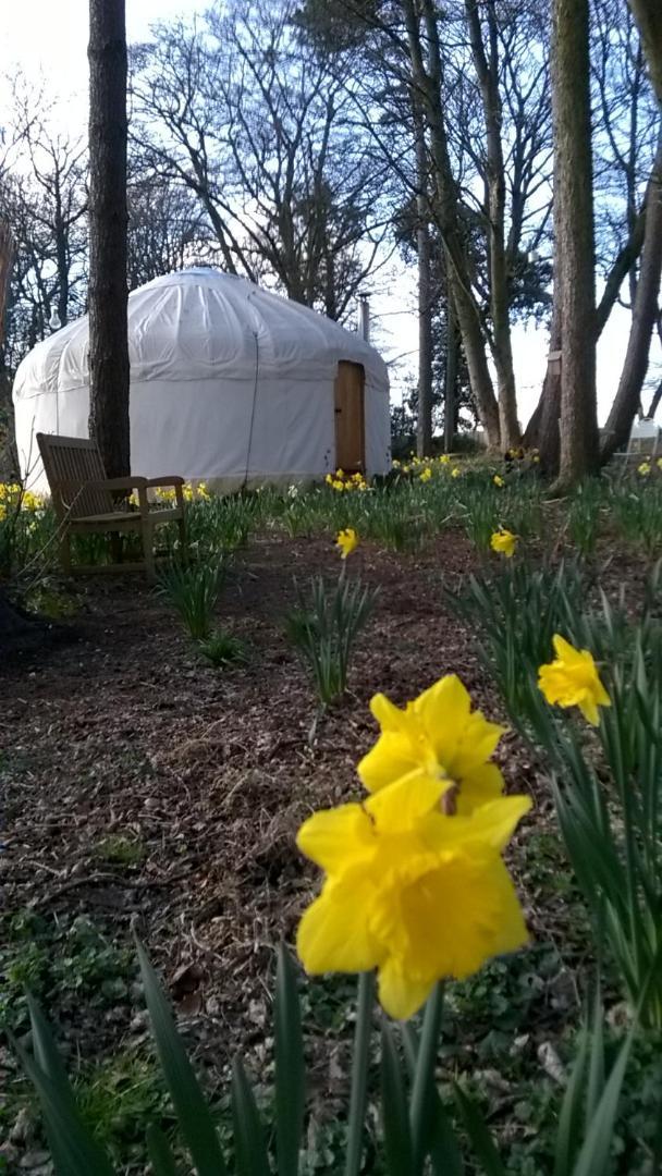 Gingerbread Cottage Yurts Dereham Zewnętrze zdjęcie