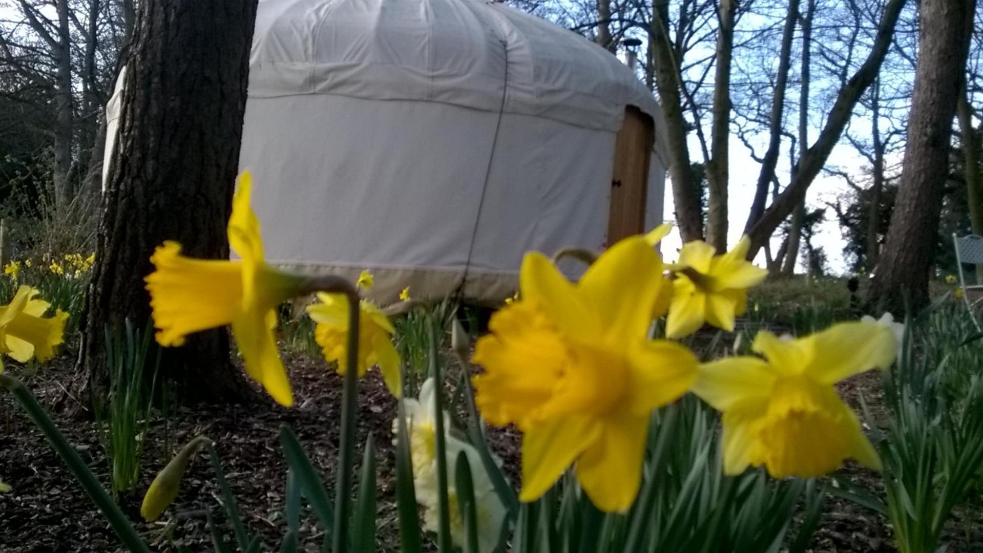 Gingerbread Cottage Yurts Dereham Zewnętrze zdjęcie